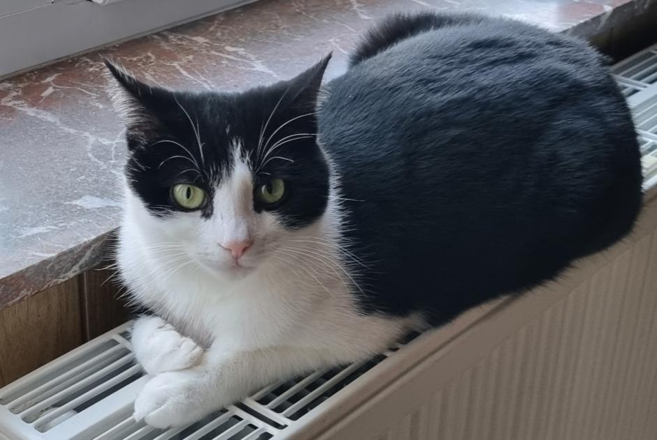 Alerte Disparition Chat croisement Mâle , 3 ans Estinnes Belgique