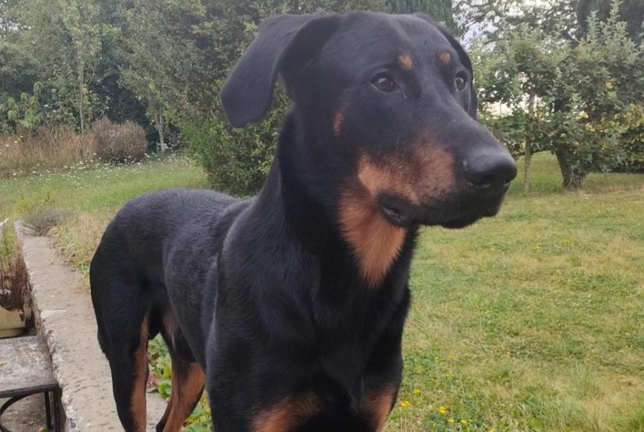 Alerte Disparition Chien  Mâle , 4 ans Melun France