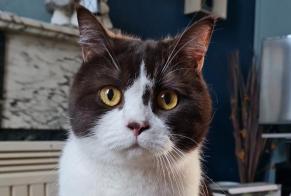 Alerte Disparition Chat  Mâle , 3 ans Soignies Belgique