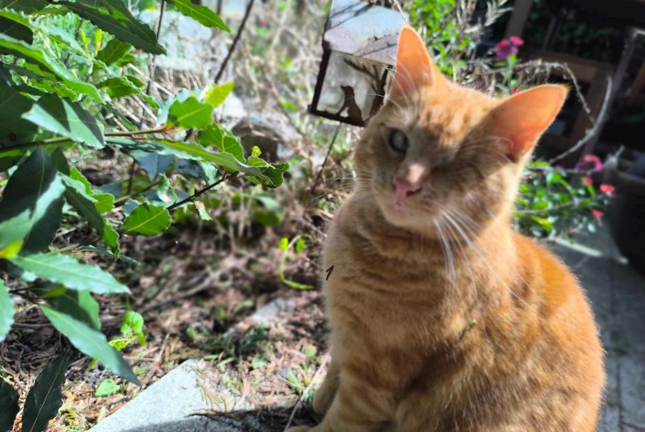 Alerte Disparition Chat Mâle , 4 ans Mons Belgique