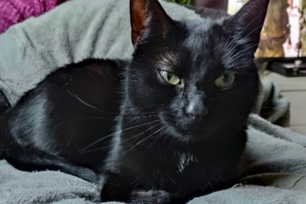 Alerte Disparition Chat croisement Femelle , 8 ans Liège Belgique