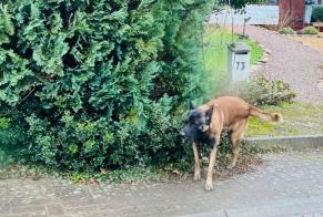 Alerte Découverte Chien  Mâle Gerpinnes Belgique