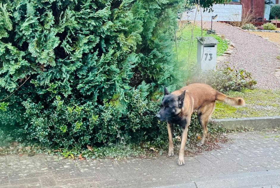 Alerte Découverte Chien  Mâle Gerpinnes Belgique