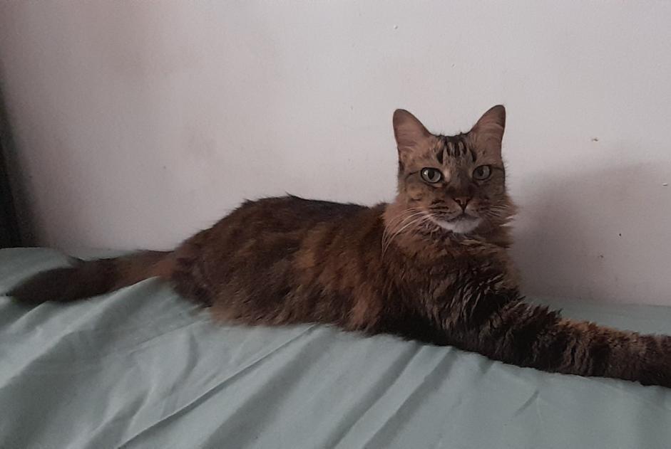 Alerte Disparition Chat Femelle , 7 ans Saint-Denis France