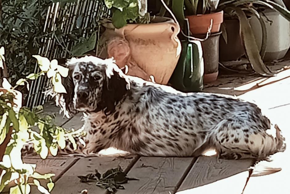 Alerte Disparition Chien  Femelle , 4 ans Vic-Fezensac France