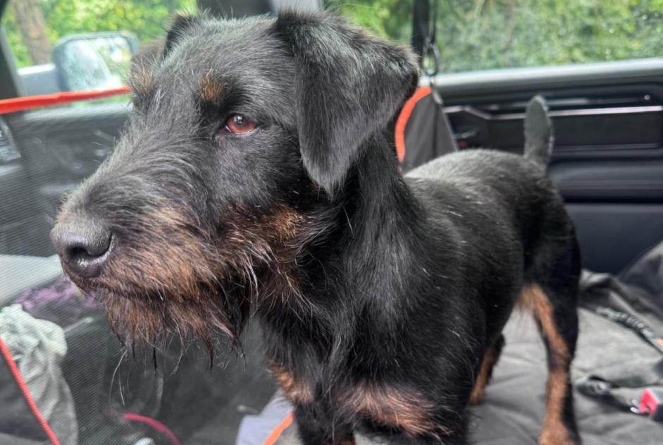 Alerte Disparition Chien  Femelle , 3 ans Frasnes-lez-Anvaing Belgique