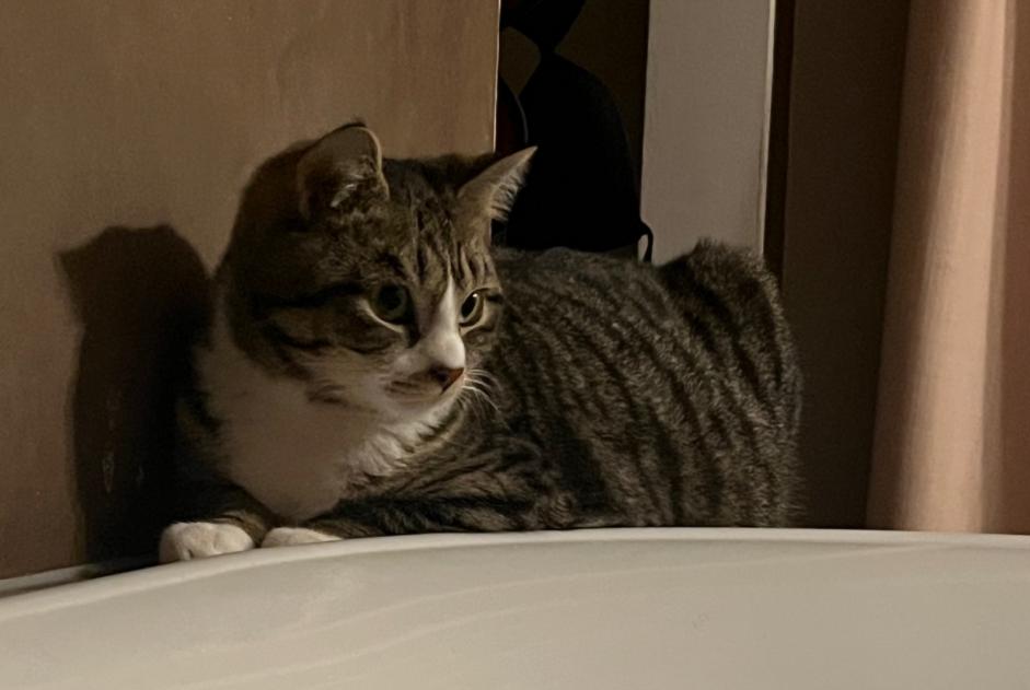 Alerte Disparition Chat  Mâle , 0 ans Wavre Belgique