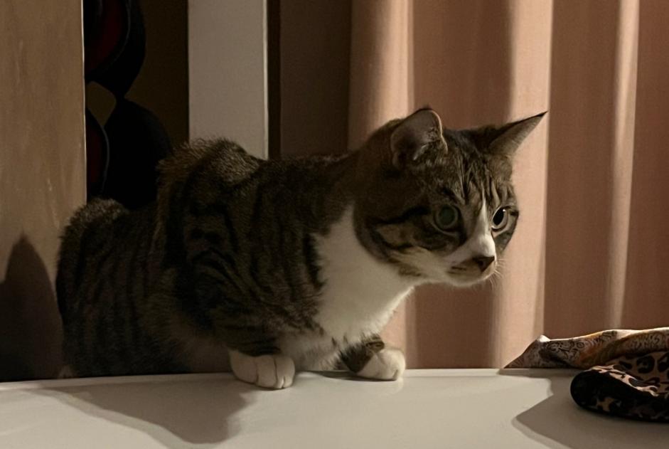 Alerte Disparition Chat  Mâle , 0 ans Wavre Belgique