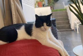 Alerte Disparition Chat croisement Femelle , 5 ans Saint-Gilles Belgique