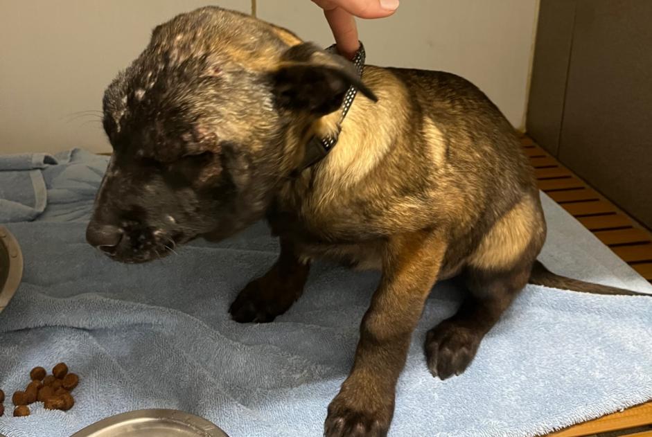 Alerte Découverte Chien Femelle Saint-Gaudens France