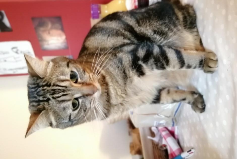 Alerte Disparition Chat croisement Mâle , 7 ans Rennes France