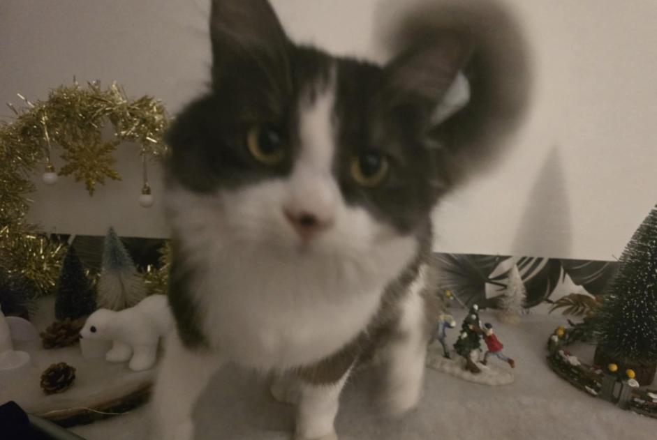 Alerte Disparition Chat Mâle , 2 ans La Roche-sur-Yon France