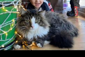 Alerte Disparition Chat croisement Mâle , 9 ans Coquelles France