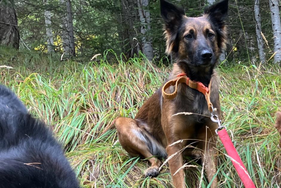 Alerte Disparition Chien croisement Femelle , 3 ans Châteauroux-les-Alpes France