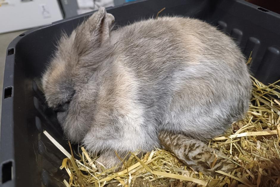 Alerte Découverte Lapin Inconnu Saint-Julien-des-Landes France