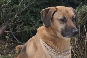 Alerte Disparition Chien  Femelle , 4 ans Forest Belgique