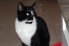 Alerte Disparition Chat  Mâle , 4 ans Pont-à-Celles Belgique