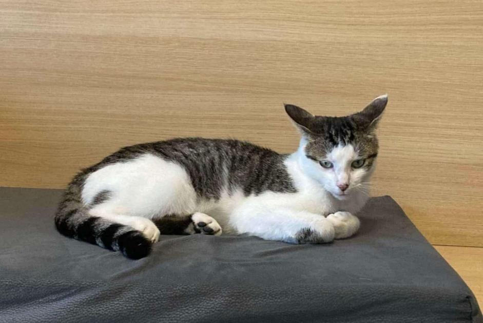 Alerte Disparition Chat croisement Mâle , 2 ans Silly Belgique