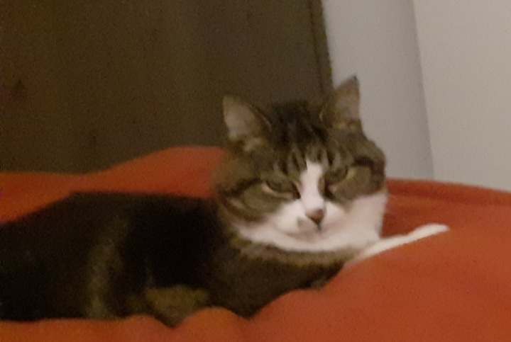 Alerte Disparition Chat Mâle , 14 ans Awans Belgique