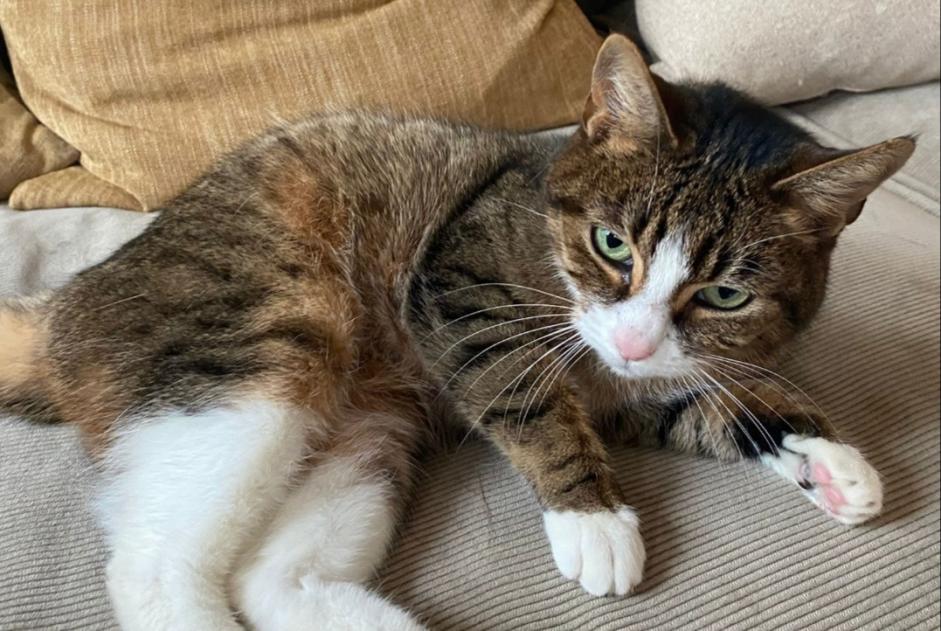 Alerte Disparition Chat  Femelle , 6 ans Watermael-Boitsfort Belgique