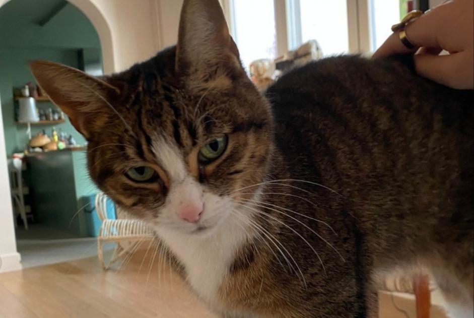 Alerte Disparition Chat  Femelle , 6 ans Watermael-Boitsfort Belgique