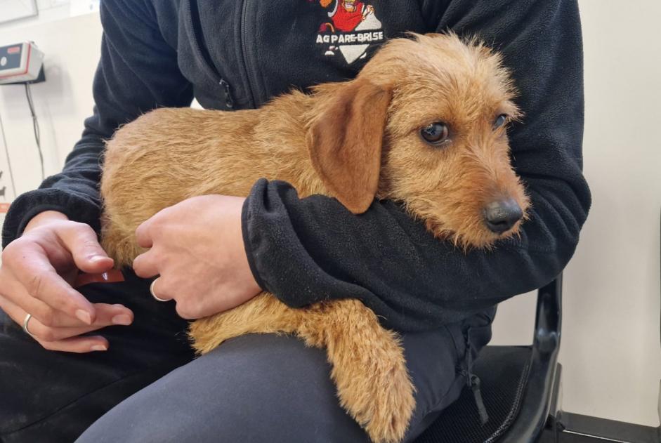 Alerte Découverte Chien  Femelle Saint-Ciers-d'Abzac France