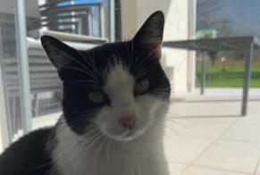 Alerte Disparition Chat croisement Femelle , 7 ans La Buisse France