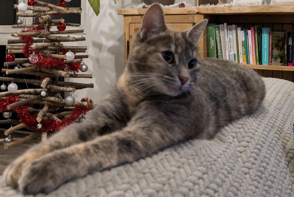 Alerte Disparition Chat Femelle , 2 ans Poueyferré France