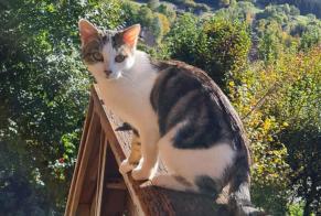 Alerte Disparition Chat croisement Femelle , 2 ans Arvillard France