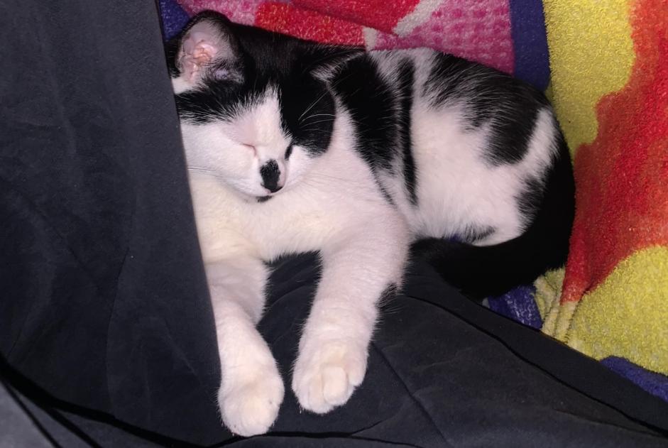 Alerte Disparition Chat Femelle , 2 ans Toulouse France