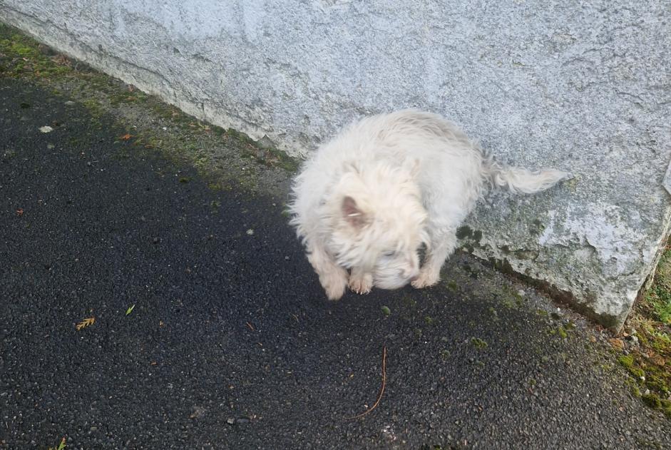 Alerte Découverte Chien croisement Mâle Poix-du-Nord France