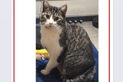 Alerte Disparition Chat  Mâle , 6 ans Ottignies-Louvain-la-Neuve Belgique