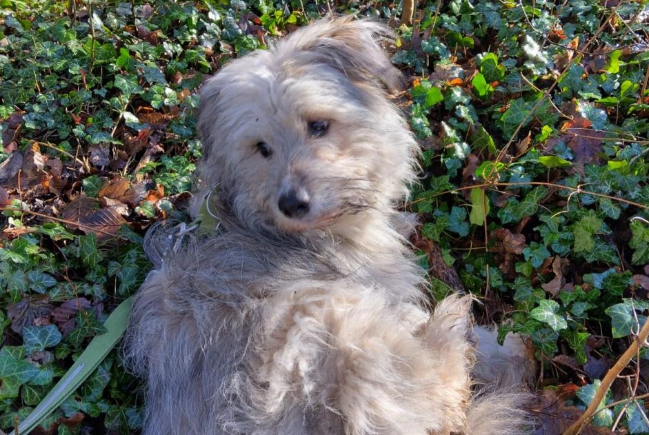 Alerte Disparition Chien Mâle , 1 ans Namur Belgique