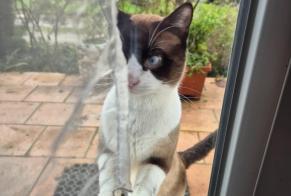 Alerte Disparition Chat  Mâle , 1 ans Nizan-Gesse France