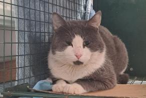 Alerte Découverte Chat  Mâle Namur Belgique