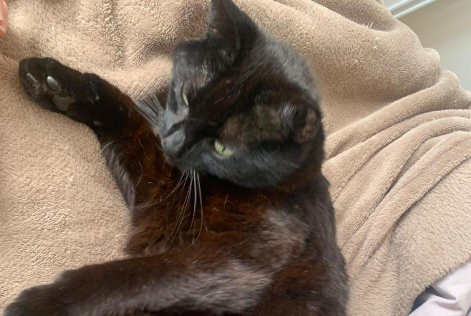 Alerte Disparition Chat croisement Femelle , 7 ans Coray France