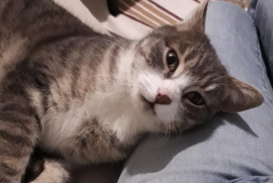 Alerte Découverte Chat Inconnu Nantes France