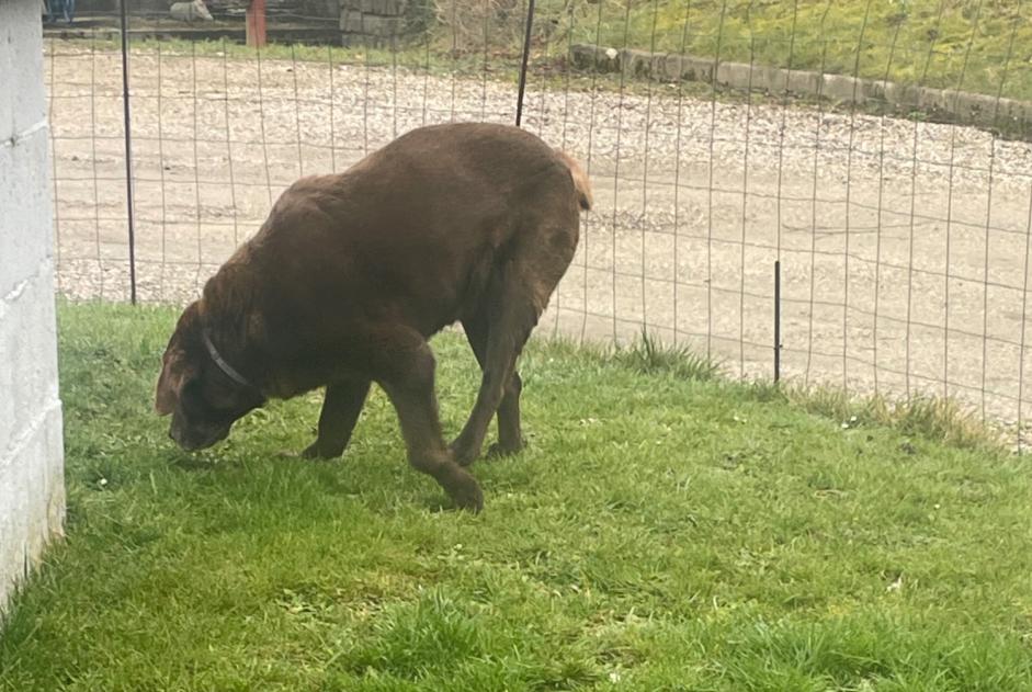 Alerte Découverte Chien  Femelle Longroy France