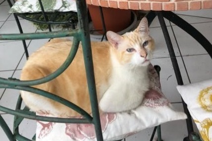 Alerte Disparition Chat croisement Mâle , 7 ans Montpellier France