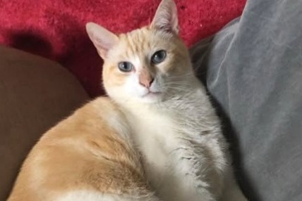 Alerte Disparition Chat croisement Mâle , 7 ans Montpellier France