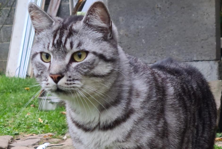 Alerte Disparition Chat Mâle , 2 ans Brugelette Belgique