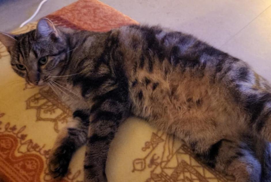 Alerte Disparition Chat  Mâle , 3 ans Nandrin Belgique