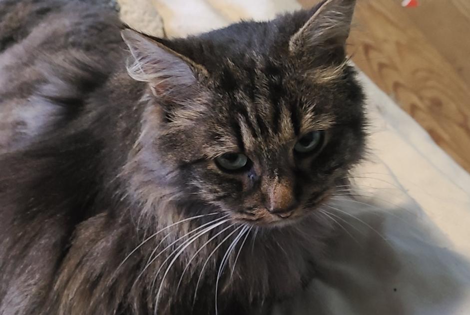 Alerte Disparition Chat  Mâle , 6 ans Bihorel France