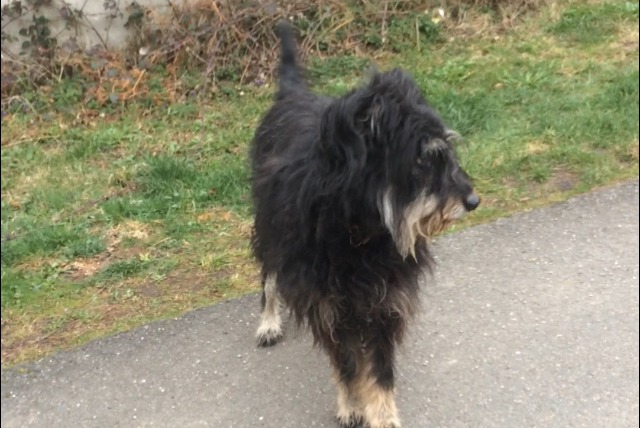 Alerte Découverte Chien croisement Mâle , 7 ans Saint-Jean-Soleymieux France