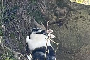 Alerte Découverte Lapin Inconnu Bruxelles Belgique