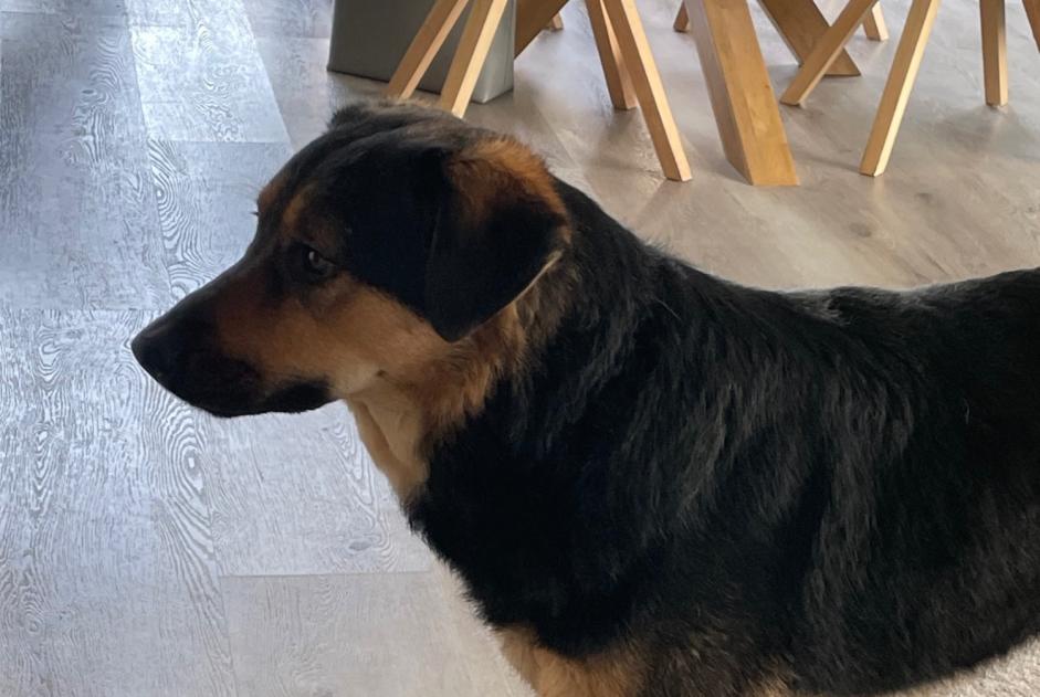 Alerte Disparition Chien croisement Femelle , 4 ans Châtel-Saint-Denis Suisse