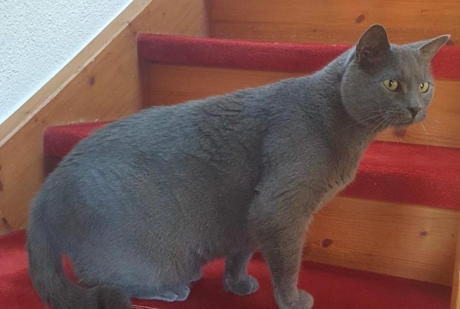 Alerte Disparition Chat  Mâle , 10 ans Gletterens Suisse