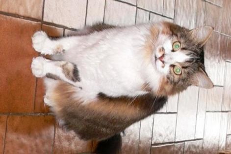 Avviso scomparsa Gatto incrocio di razze Maschio , 19 anni Les Fontenelles Francia