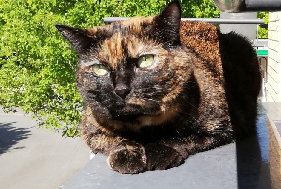 Avviso scomparsa Gatto  Femmina , 13 anni Saint-André-lez-Lille Francia