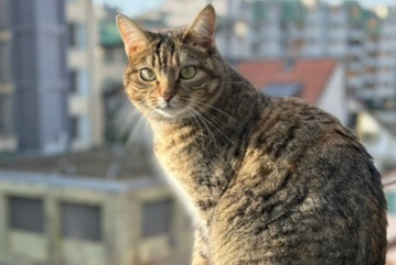 Avviso scomparsa Gatto Femmina , 2 anni Genève Svizzera